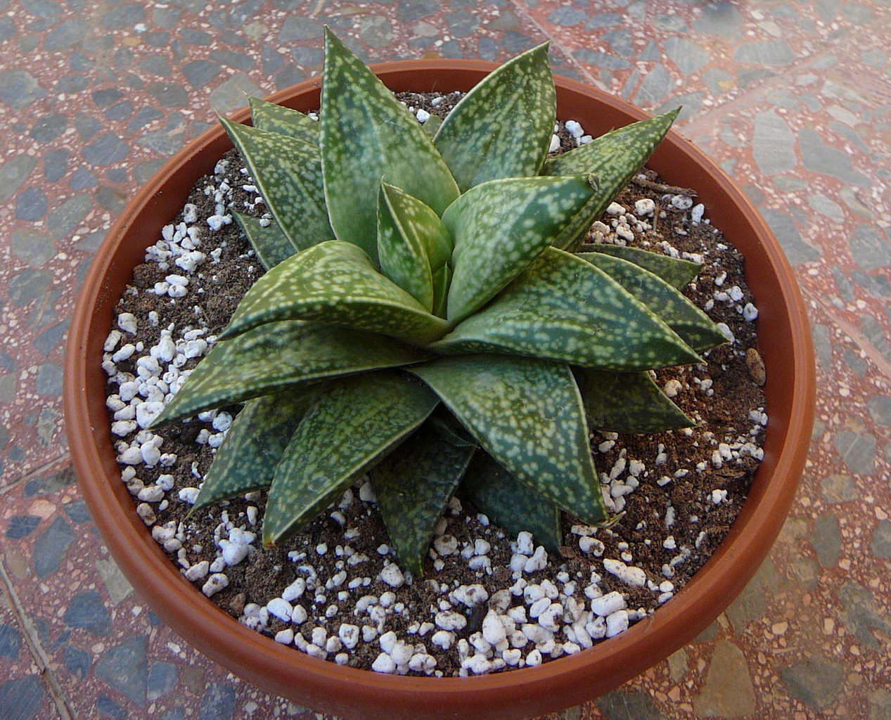 گاسترهاورتیا روزاوا